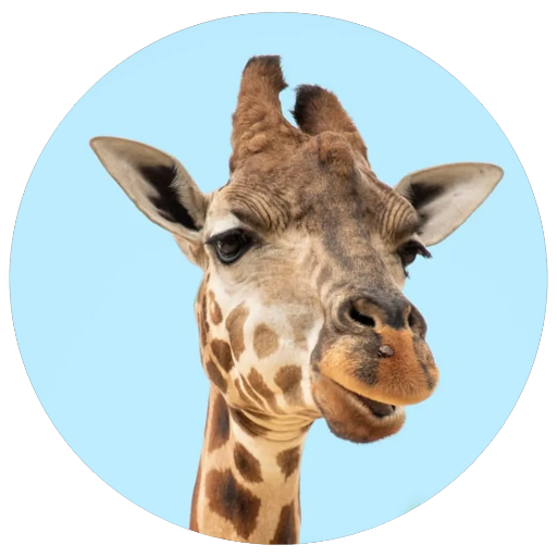 Random Animal Generator